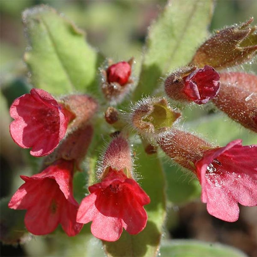 Pulmonaria rubra - Polmonaria rossa (Fioritura)