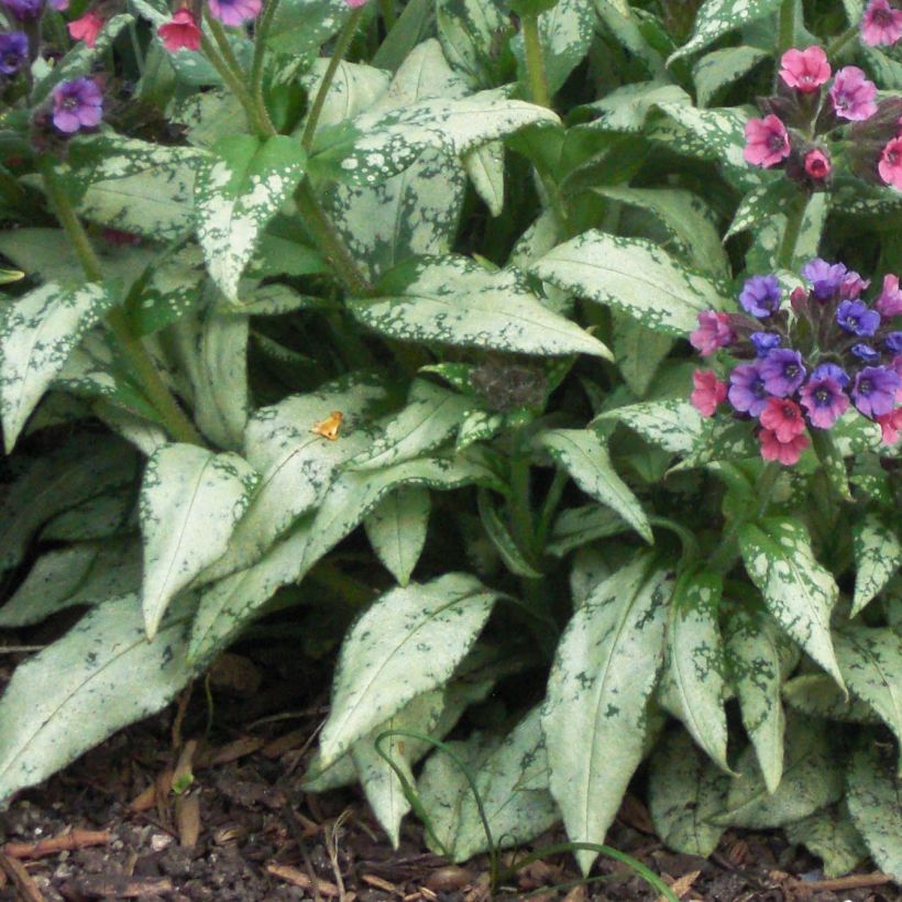 Pulmonaria saccharata Silver Bouquet - Polmonaria chiazzata (Fogliame)