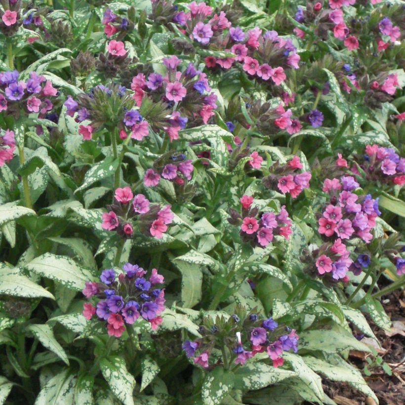 Pulmonaria saccharata Silver Bouquet - Polmonaria chiazzata (Fioritura)