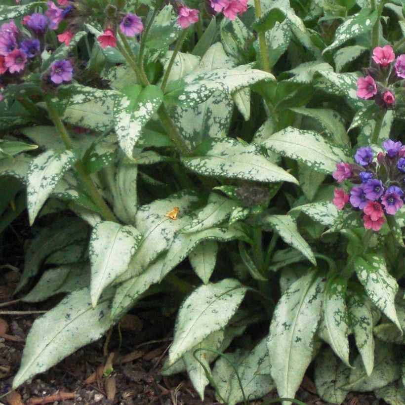 Pulmonaria saccharata Silverado - Polmonaria chiazzata (Fogliame)