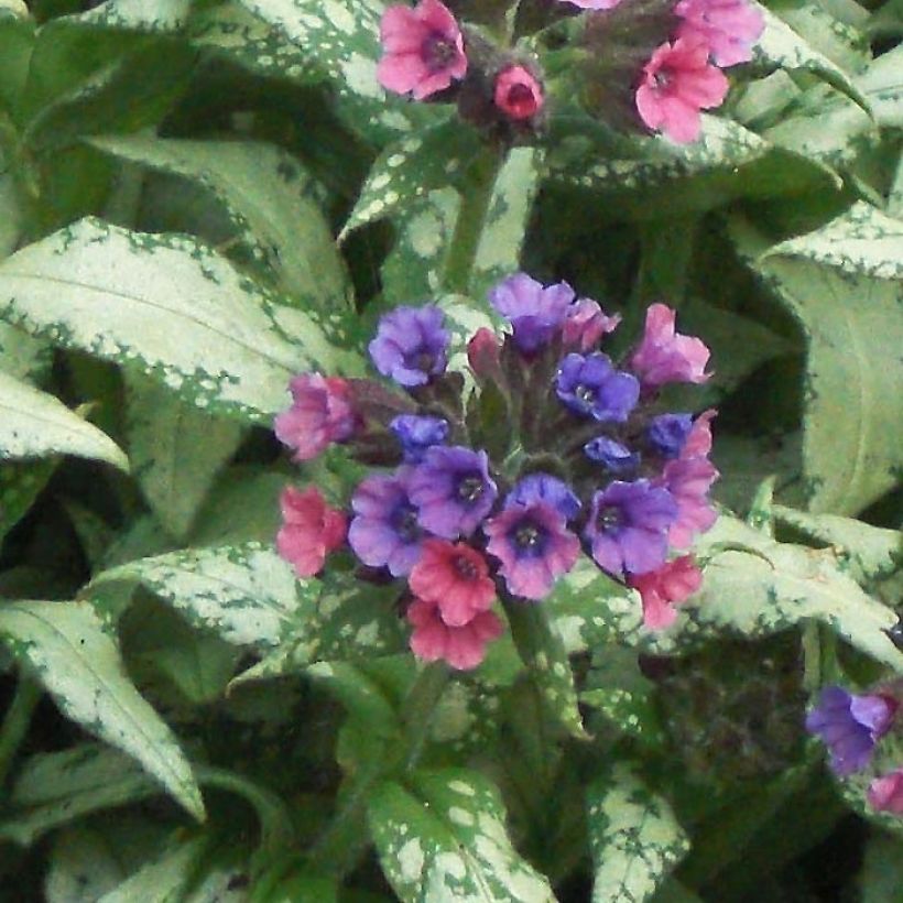 Pulmonaria saccharata Silverado - Polmonaria chiazzata (Fioritura)