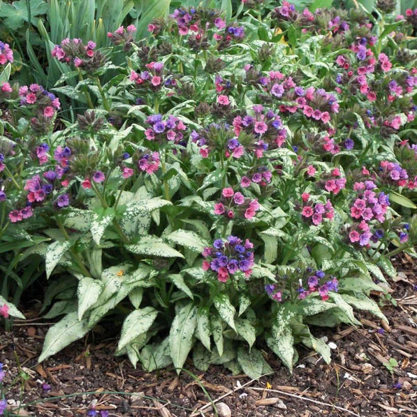 Pulmonaria saccharata Silverado - Polmonaria chiazzata (Porto)