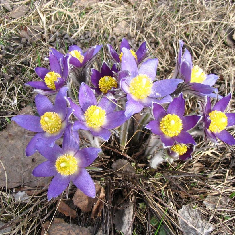 Pulsatilla patens (Porto)