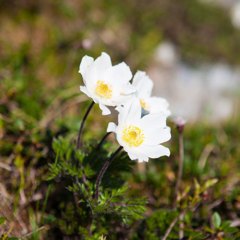 Pulsatilla vulgaris Alba - Fiore di Pasqua bianca (Porto)