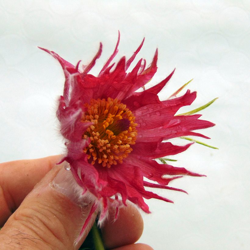 Pulsatilla vulgaris Papageno - Fiore di Pasqua (Fioritura)