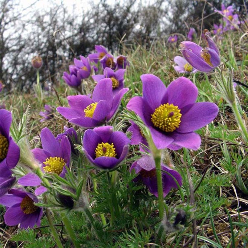 Pulsatilla vulgaris Violet - Fiore di Pasqua (Fioritura)