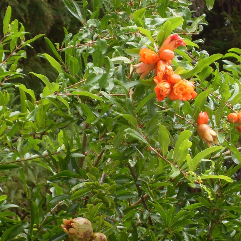 Punica granatum Maxima Rubra - Melograno (Fogliame)