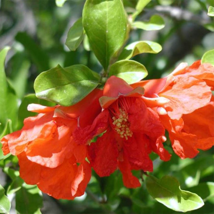 Punica granatum Maxima Rubra - Melograno (Fioritura)