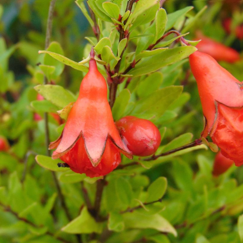 Melograno Nana - Punica granatum (Fioritura)