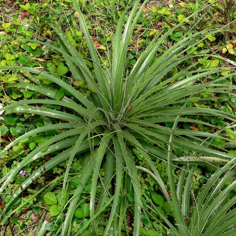 Puya alpestris (Fogliame)