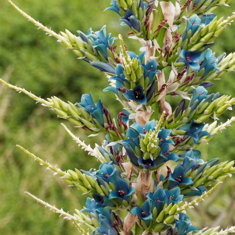 Puya alpestris (Fioritura)