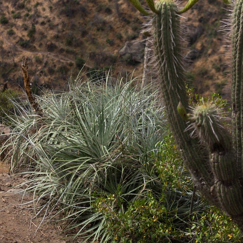 Puya alpestris (Porto)