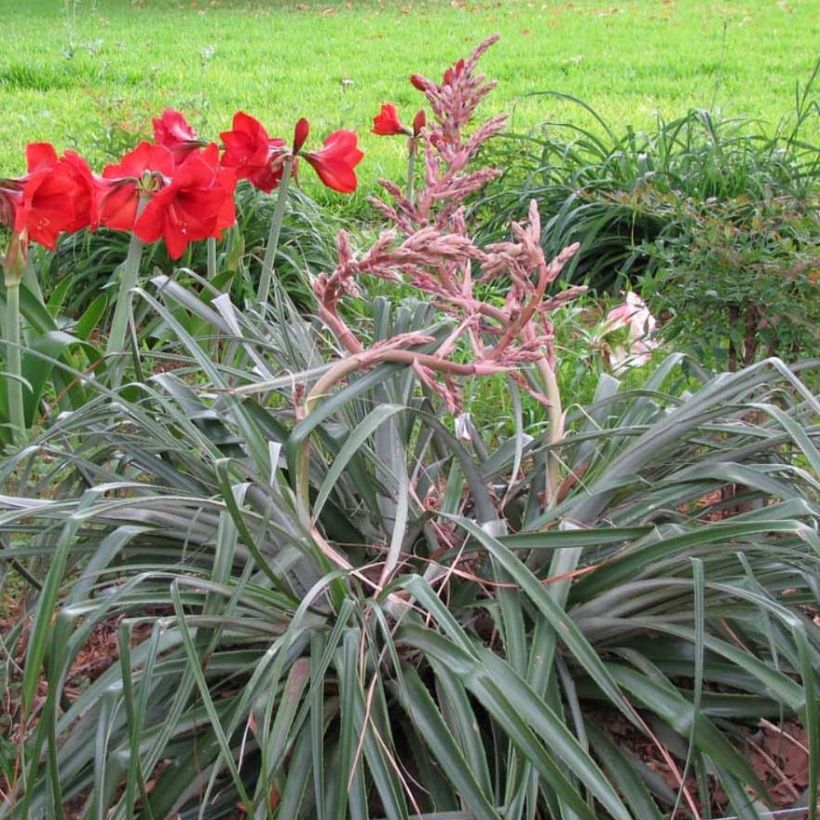 Puya assurgens (Porto)