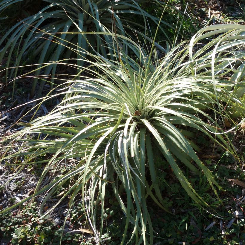 Puya berteroniana (Fogliame)