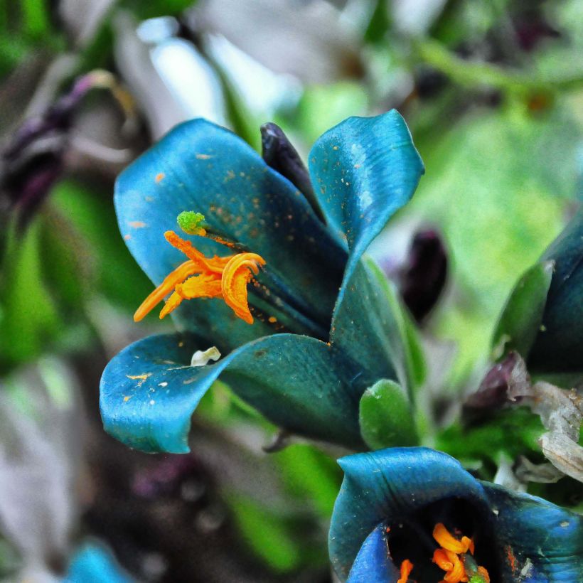 Puya berteroniana (Fioritura)