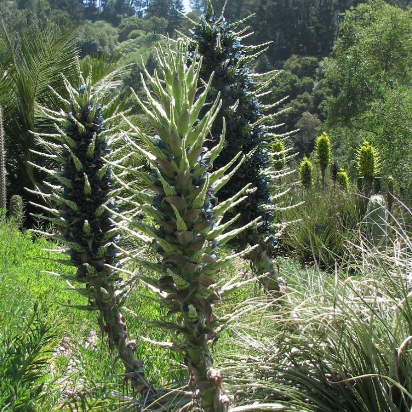 Puya berteroniana (Porto)