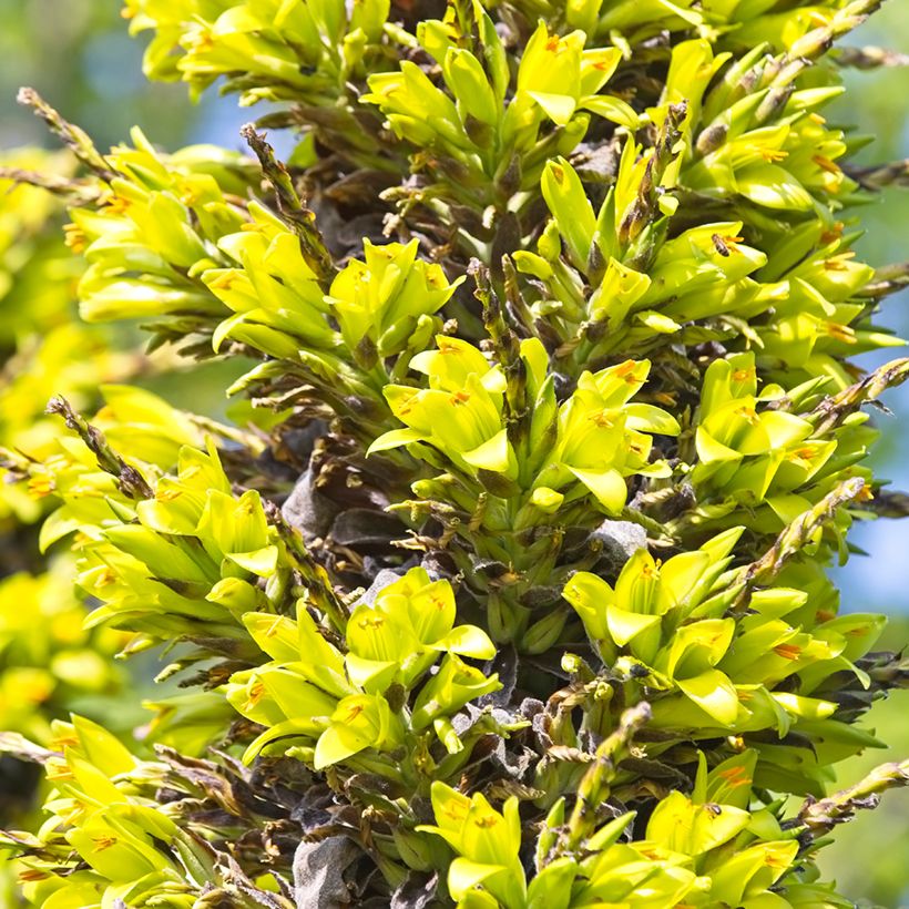 Puya chilensis (Fioritura)