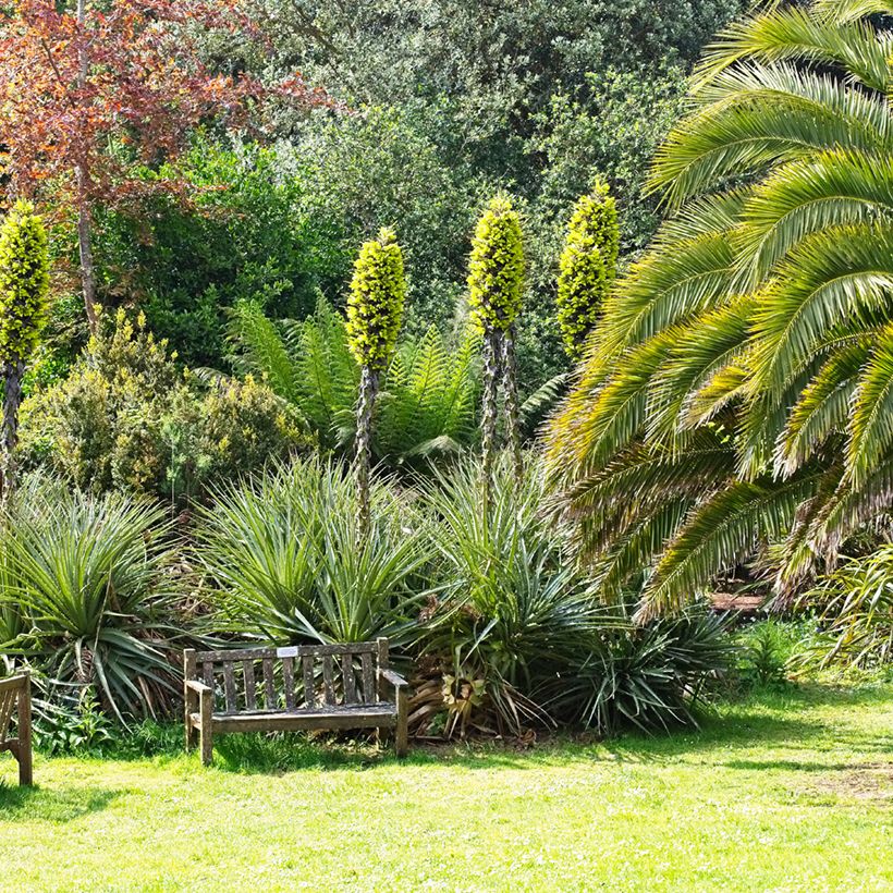 Puya chilensis (Porto)