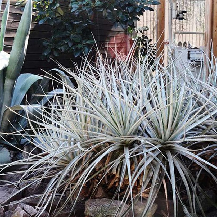 Puya harmsii (Porto)