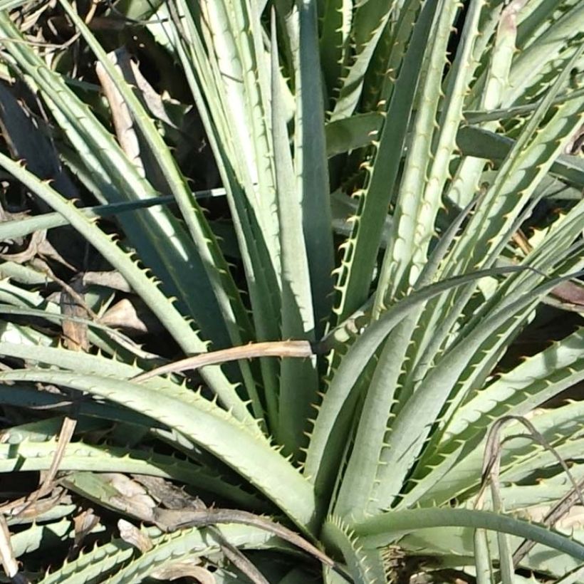 Puya venusta (Fogliame)