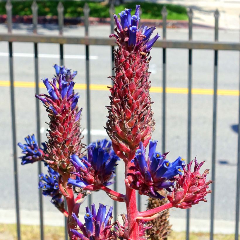 Puya venusta (Fioritura)