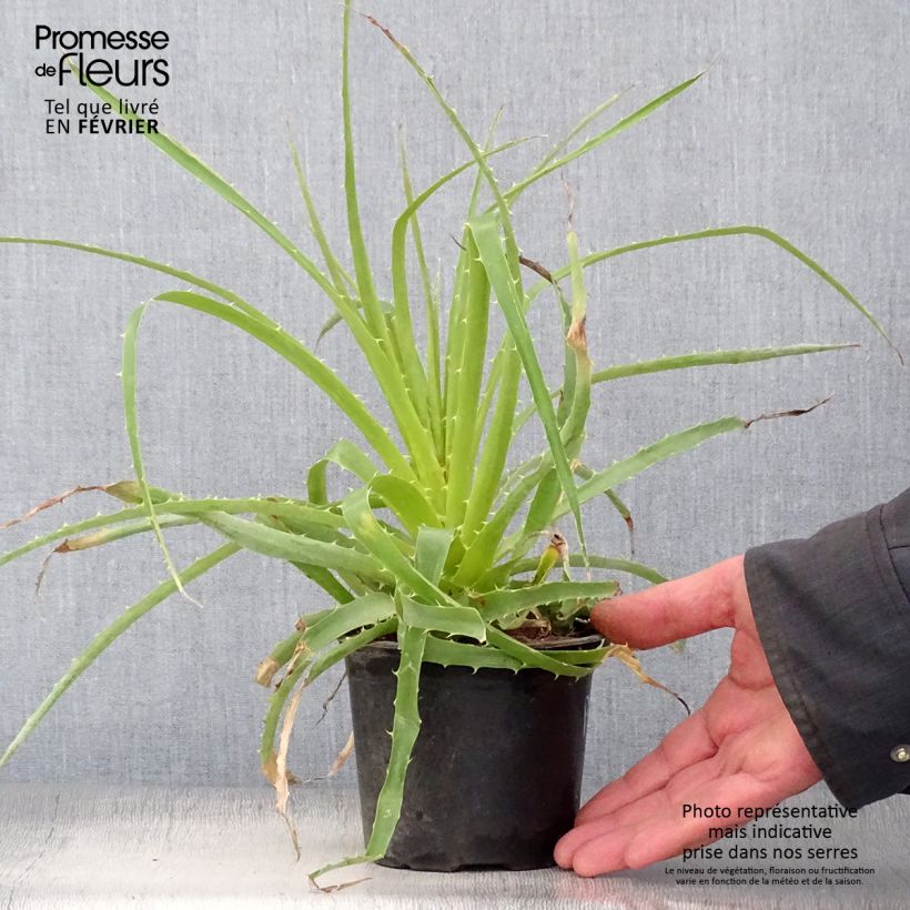 Puya weberbaueri - Broméliacée du Pérou Pot de 3L/4L esemplare consegnato in inverno