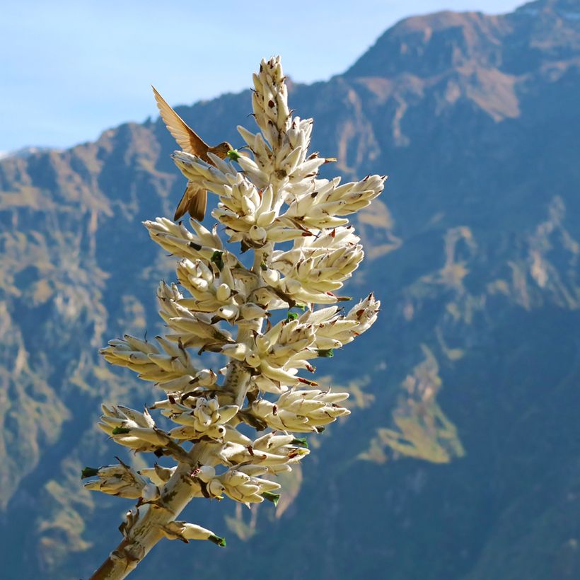 Puya weberbaueri (Fioritura)