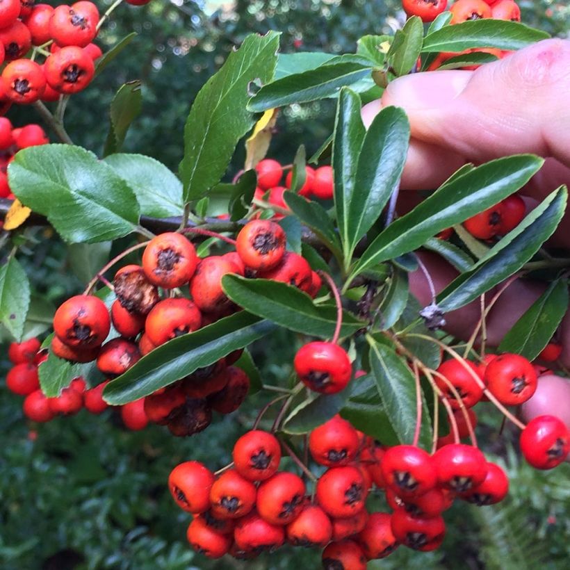 Pyracantha Mohave (Fogliame)