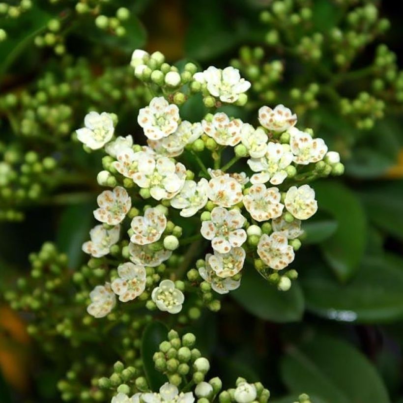 Pyracantha Mohave (Fioritura)