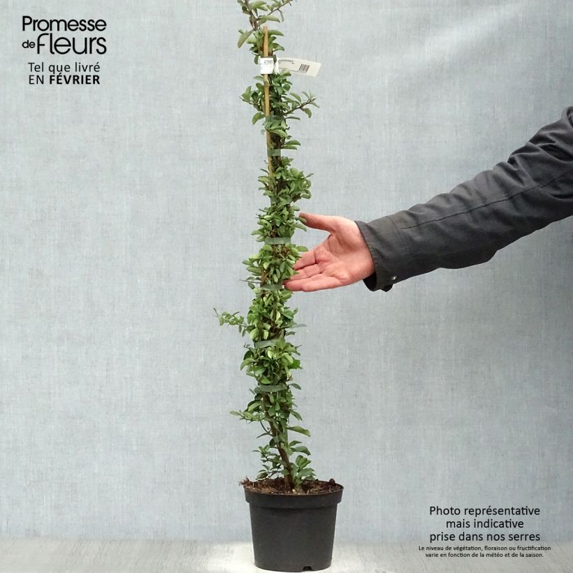 Pyracantha SAPHYR Orange 40/60cm en pot de 2L - Buisson ardent esemplare consegnato in inverno