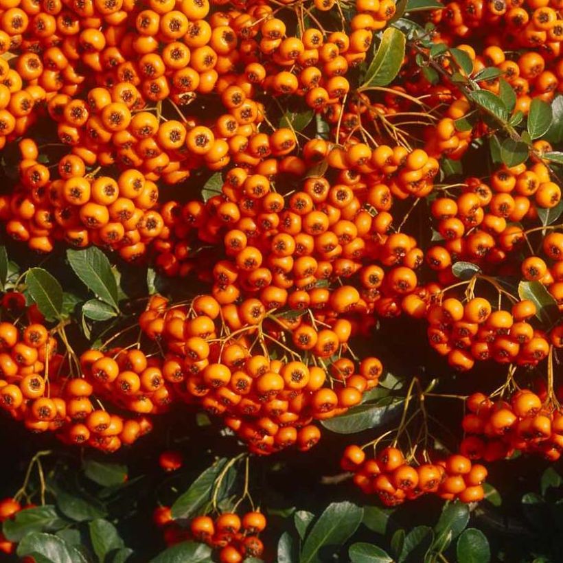 Pyracantha SAPHYR Orange (Raccolta)