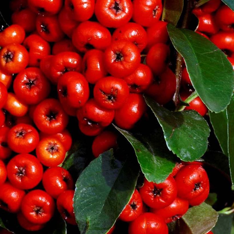 Pyracantha SAPHYR Rouge (Fogliame)