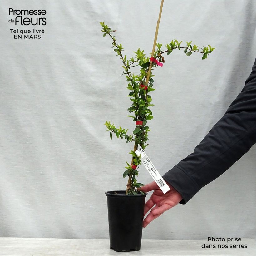 Pyracantha SAPHYR Rouge - Buisson ardent en pot de 2/3L esemplare consegnato in inverno