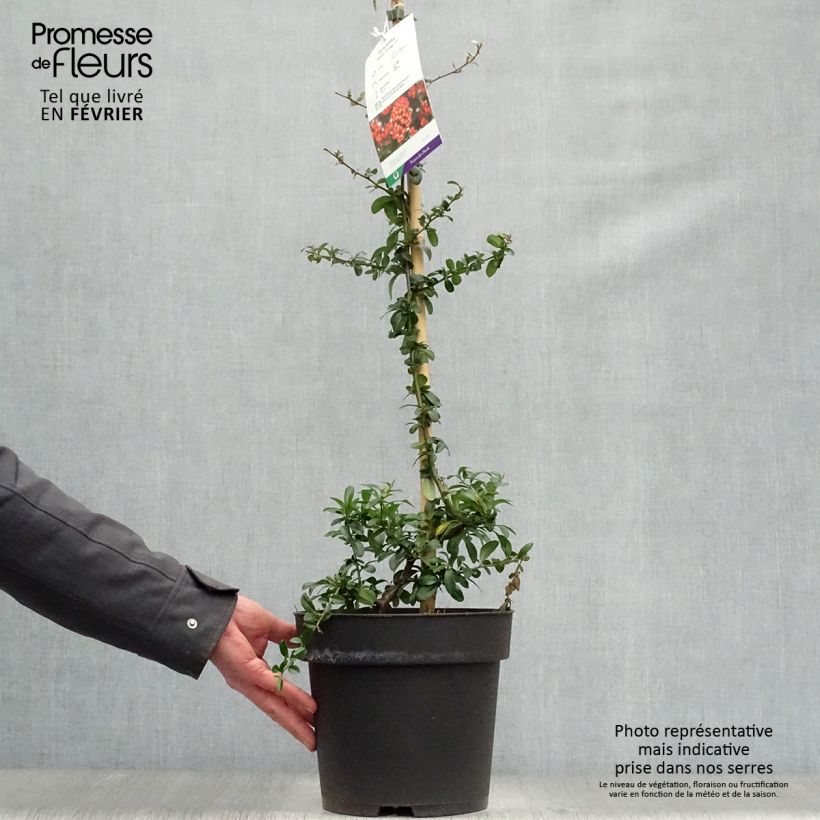 Pyracantha Saphyr Orange 60/80cm en pot de 7.5/10L - Buisson ardent esemplare consegnato in inverno