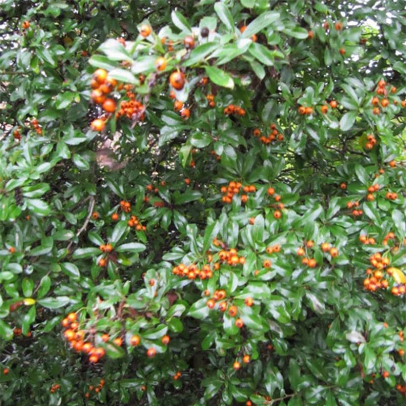 Pyracantha Teton (Fogliame)