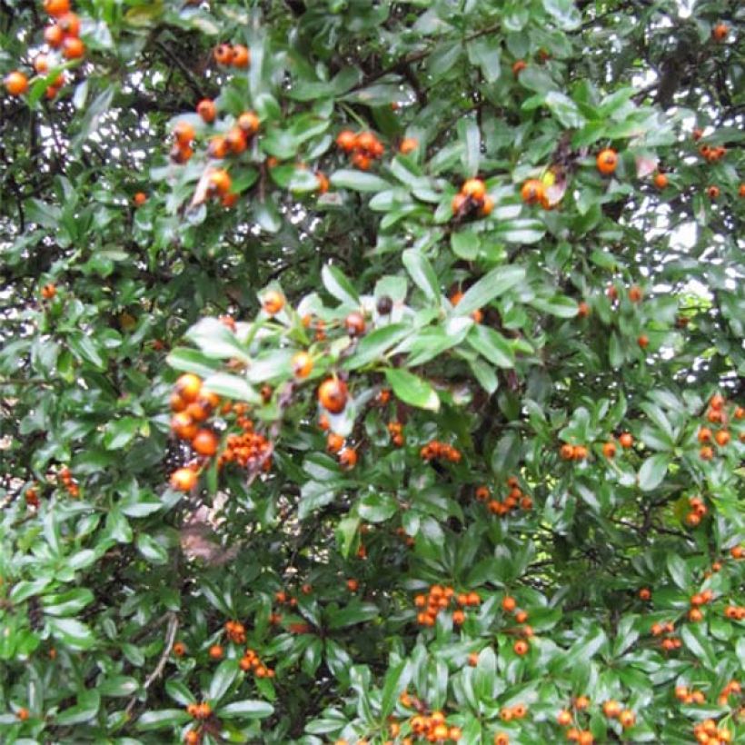 Pyracantha Teton (Porto)