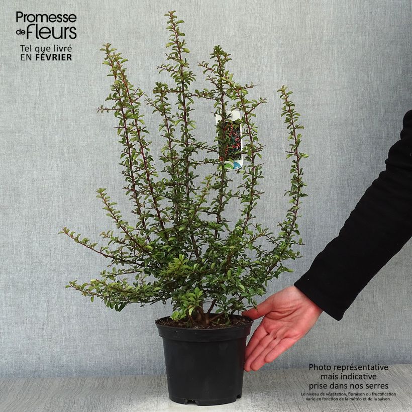 Pyracantha Teton - Buisson ardent Pot de 2L/3L esemplare consegnato in inverno