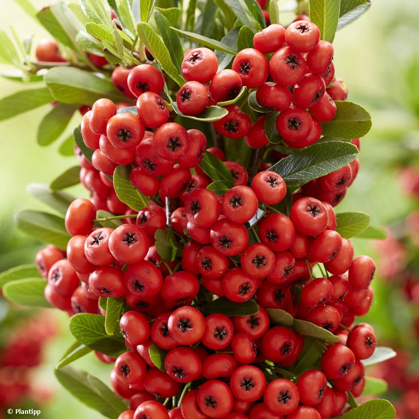 Pyracantha Red Star (Raccolta)