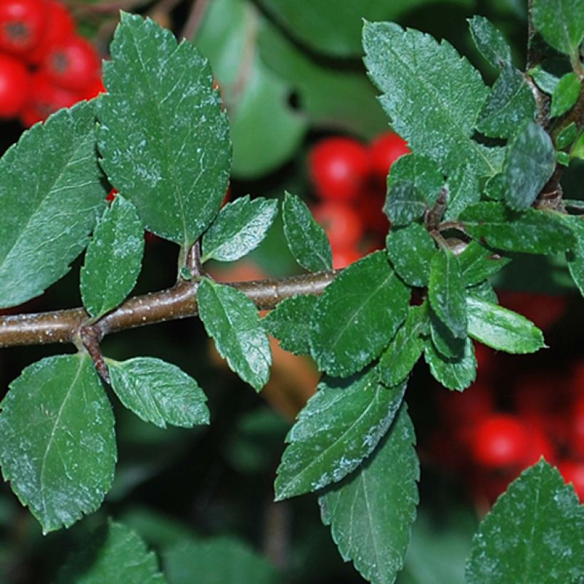 Pyracantha Red Column (Fogliame)