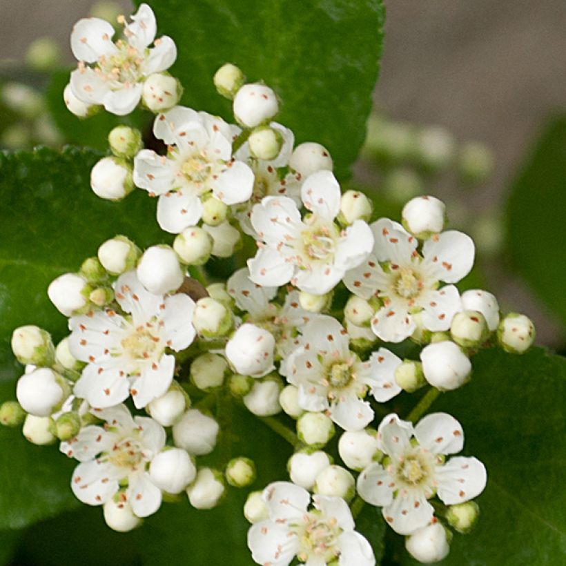 Pyracantha Red Column (Fioritura)