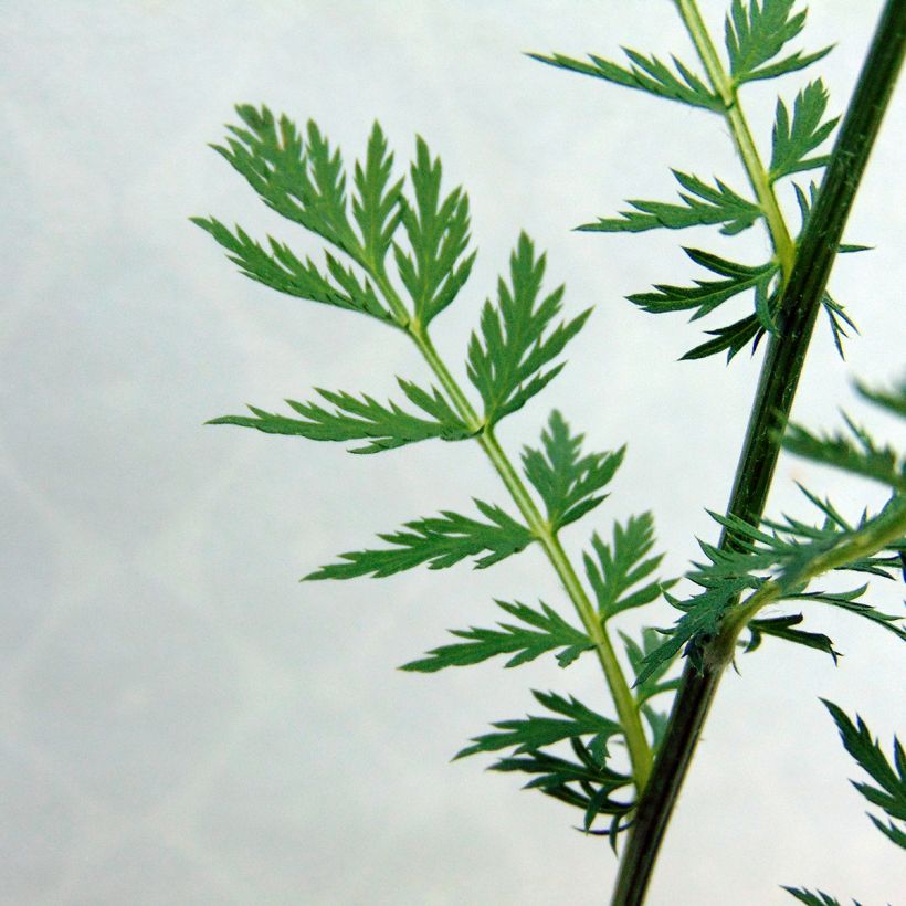 Tanacetum coccineum Robinson Rose (Fogliame)