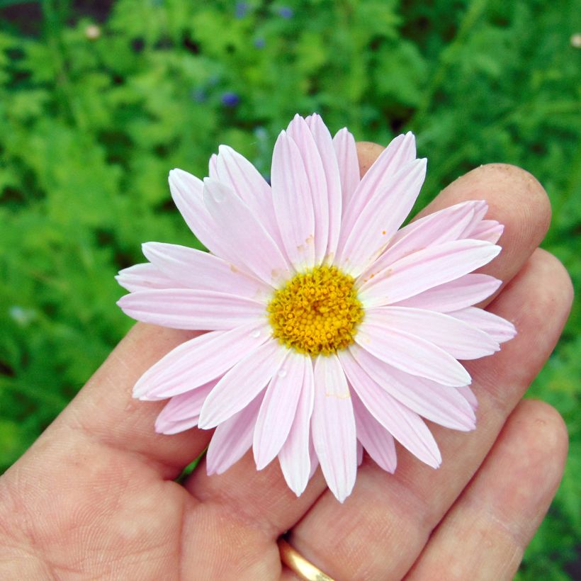 Tanacetum coccineum Robinson Rose (Fioritura)