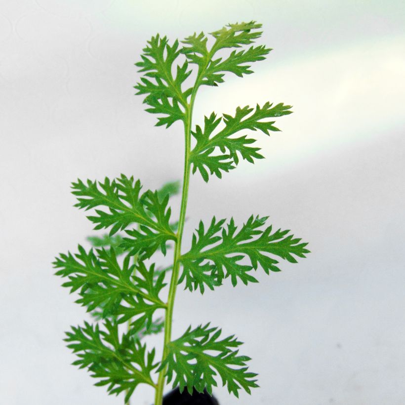 Tanacetum coccineum Robinson's Red (Fogliame)