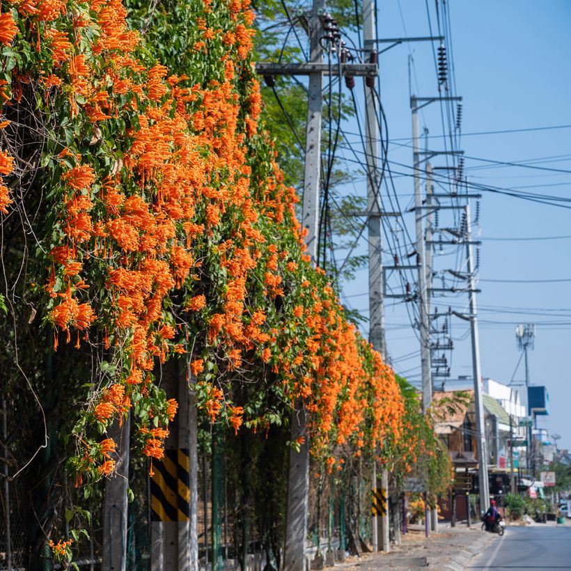 Pyrostegia venusta - Bignonia venusta (Porto)