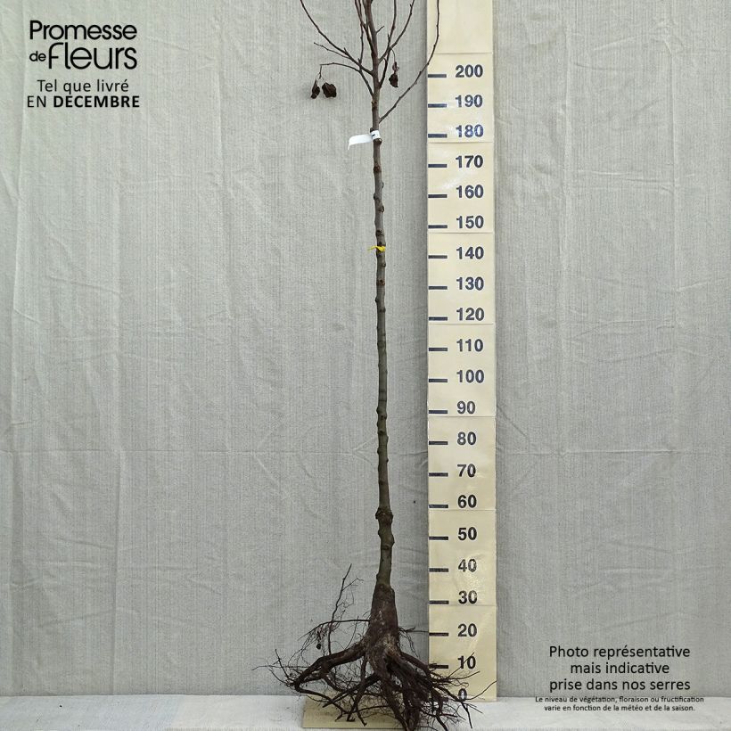 Pyrus calleryana Chanticleer - Poirier d'ornement en racines nues tige 8/10cm esemplare consegnato in inverno