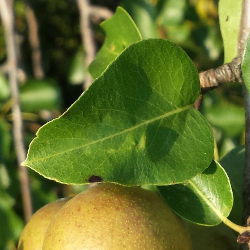 Pyrus pyraster - Pero selvatico (Fogliame)