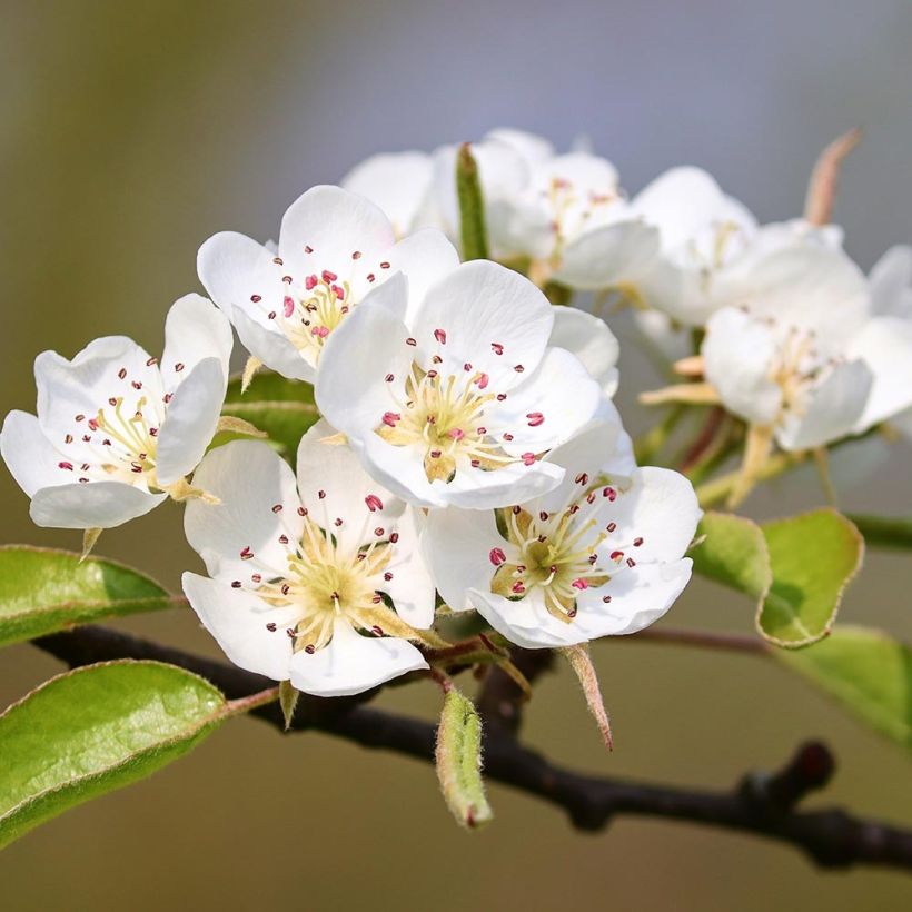 Pyrus pyraster - Pero selvatico (Fioritura)