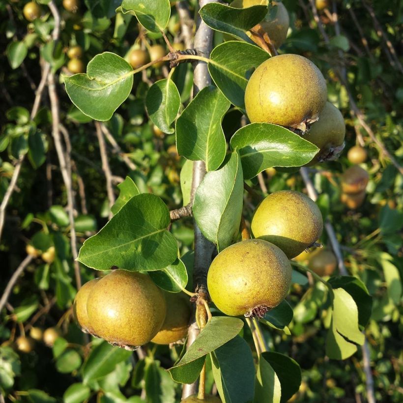 Pyrus pyraster - Pero selvatico (Raccolta)