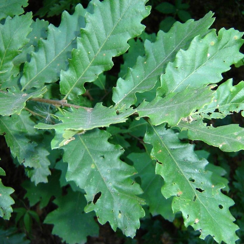 Quercus cerris - Cerro (Fogliame)