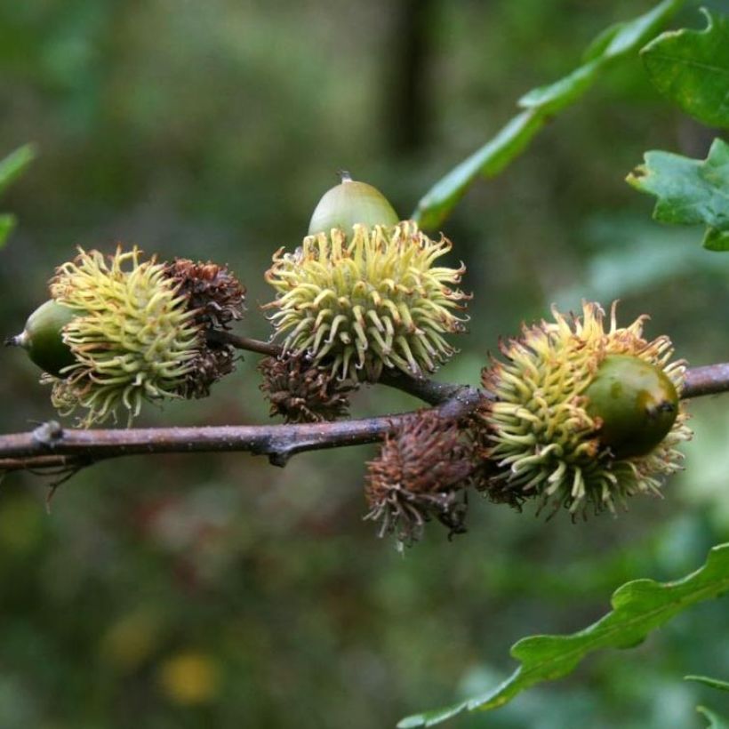 Quercus cerris - Cerro (Raccolta)